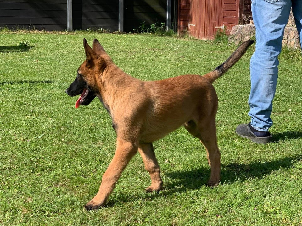 Malinois