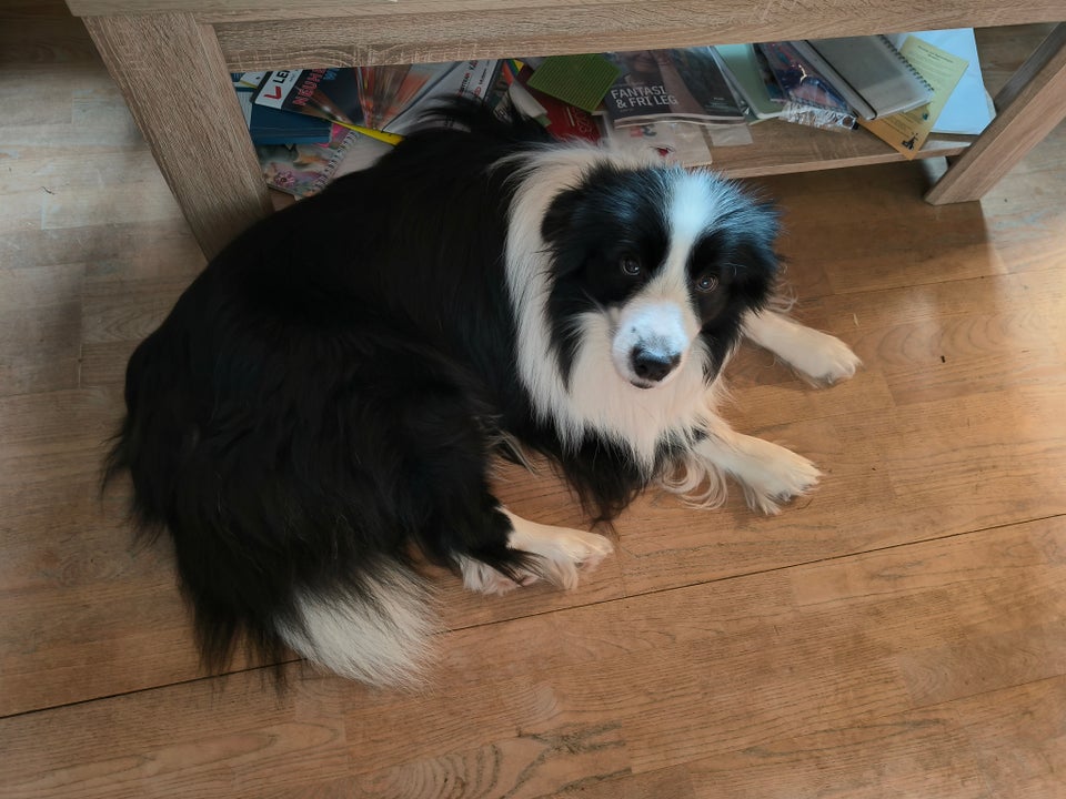 Border collie, hund, 2 år