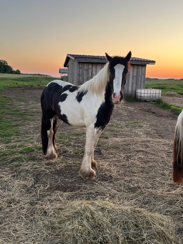 Tinker, vallak, 3 år