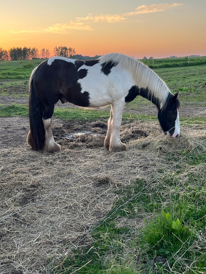 Tinker, vallak, 3 år