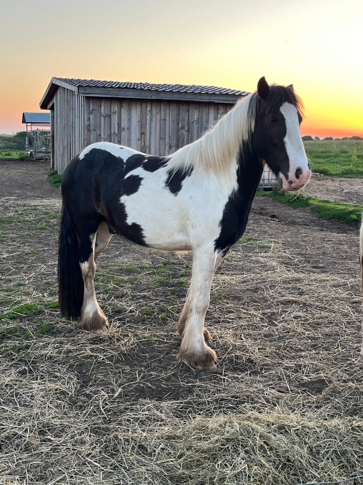 Tinker, vallak, 3 år