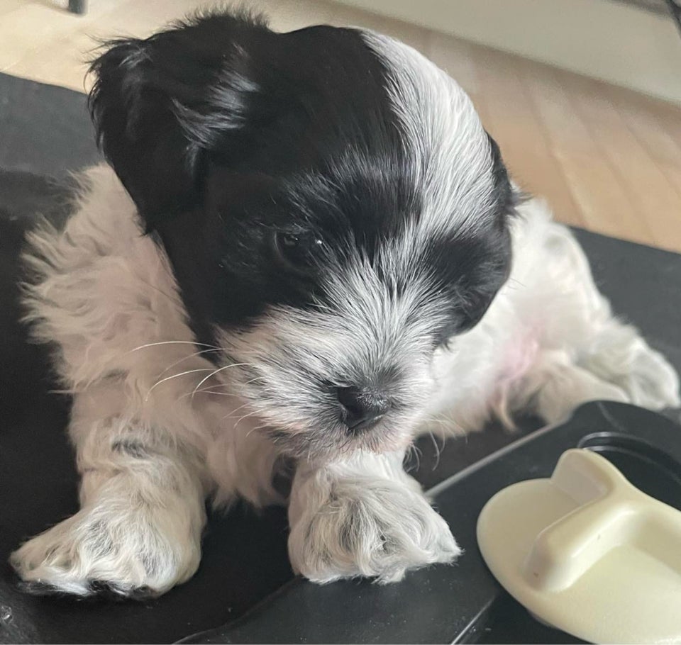 Shihpoo/Biton , hvalpe, 6 uger