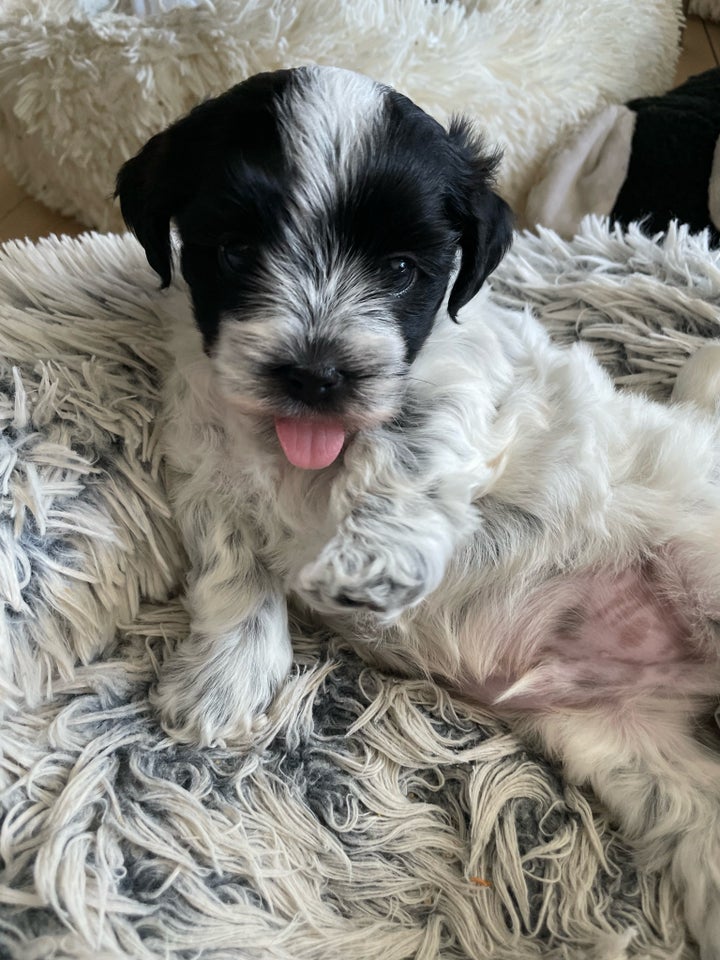 Shihpoo/Biton , hvalpe, 6 uger