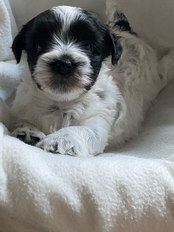 Shihpoo/Biton , hvalpe, 6 uger