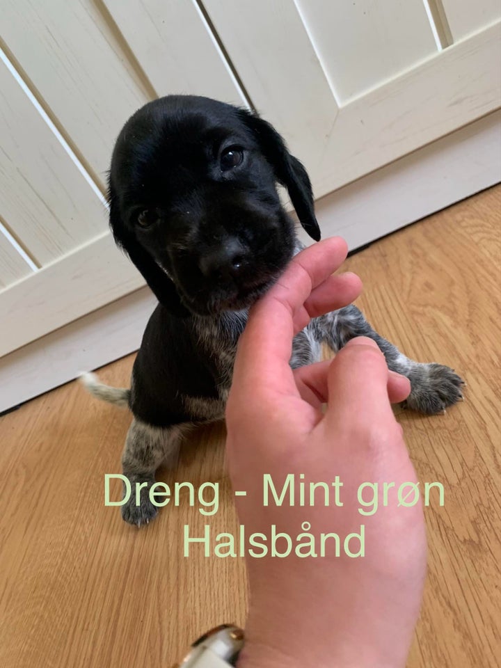 Cocker spaniel og dansk/svensk