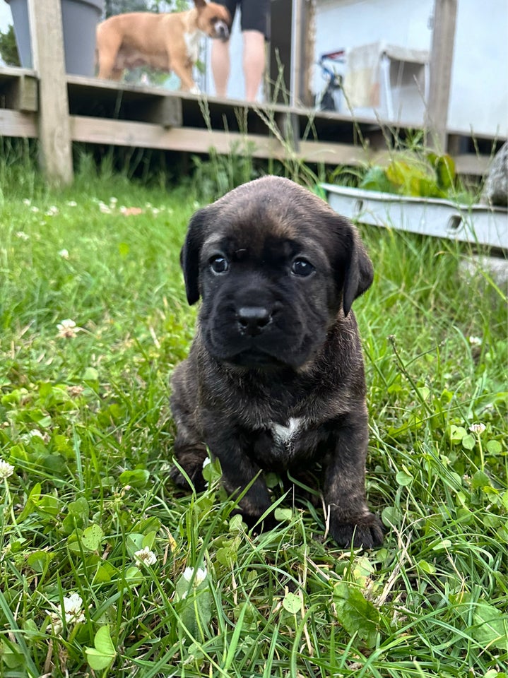 Boxer/OEB +Labrador(formel1