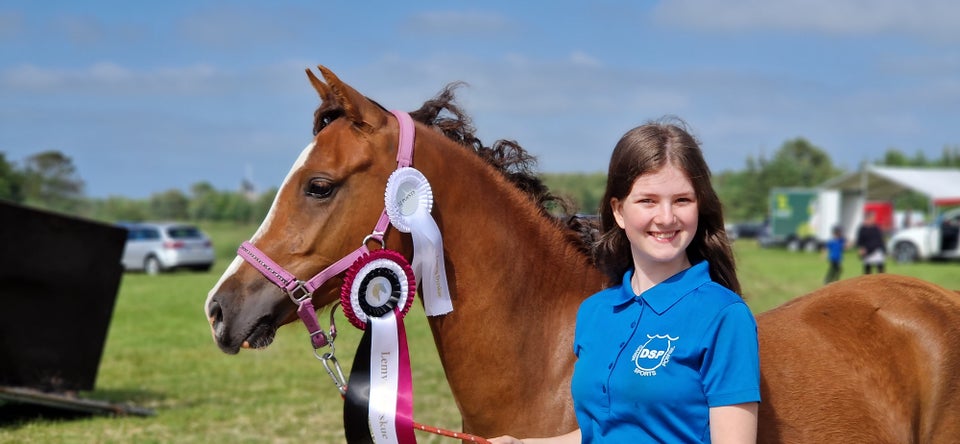 Dansk Sports Pony (DSP) hoppe 2 år