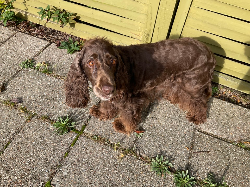 Engelsk Cocker Spaniel, hund, 6 år