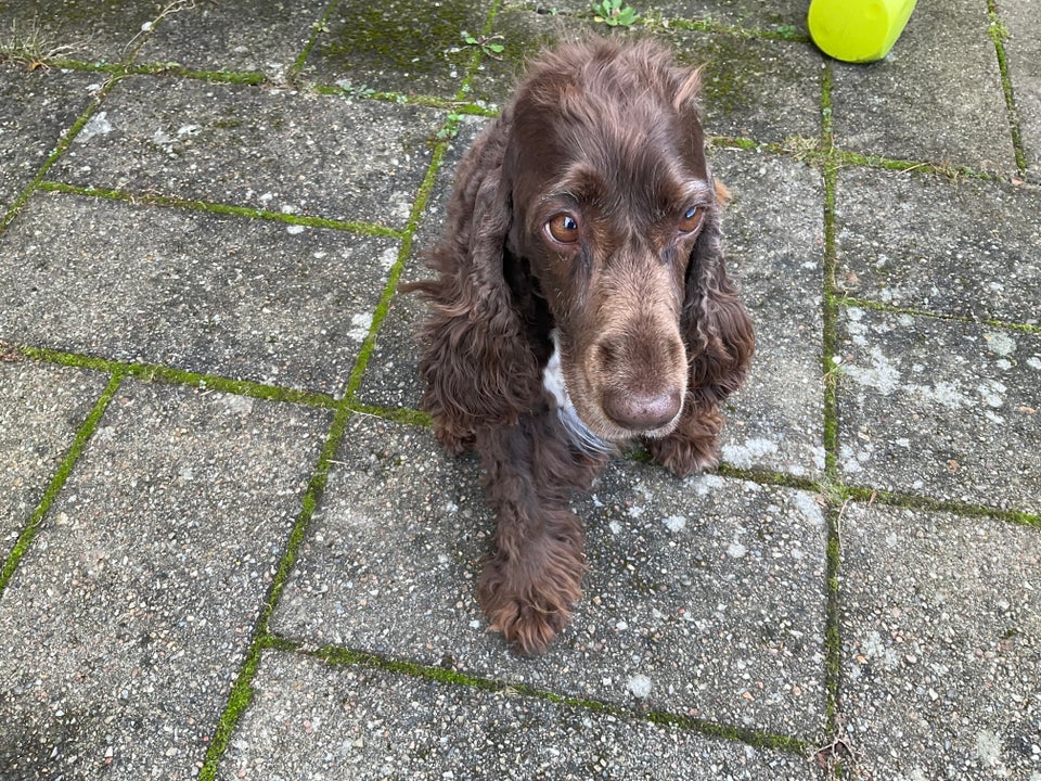 Engelsk Cocker Spaniel, hund, 6 år