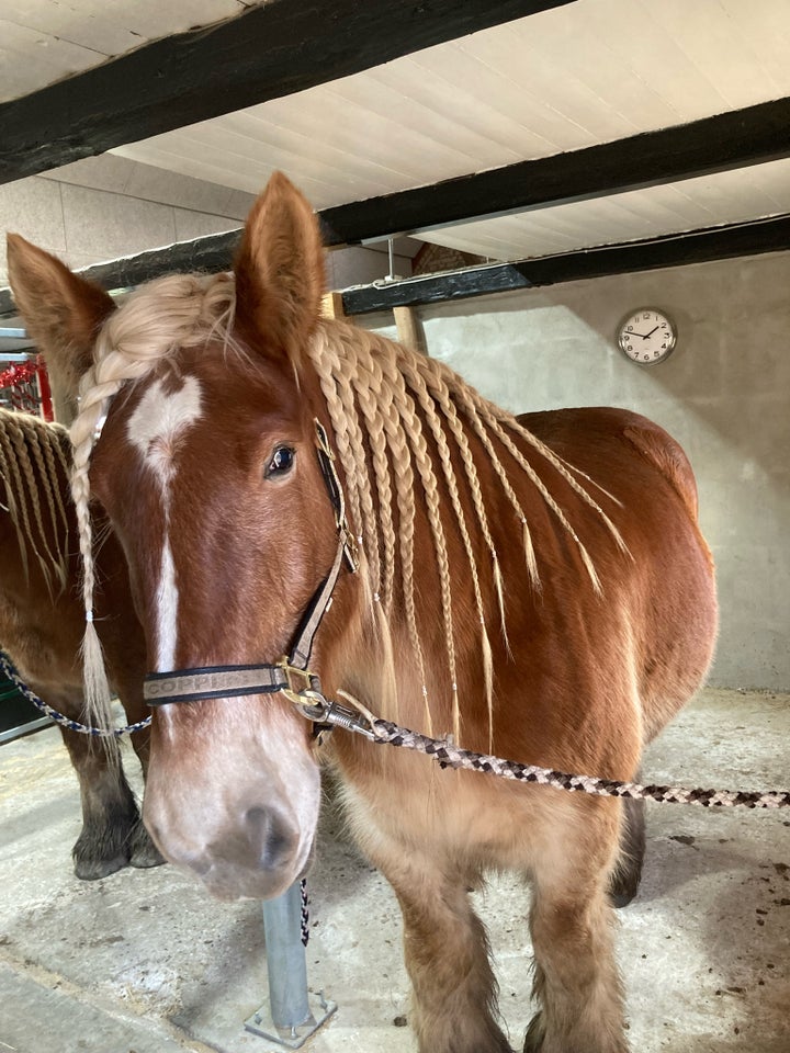 Jysk - koldblod, hoppe, 7 år