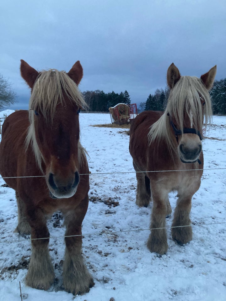 Jysk - koldblod, hoppe, 7 år