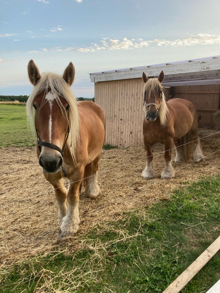 Jysk - koldblod, hoppe, 7 år