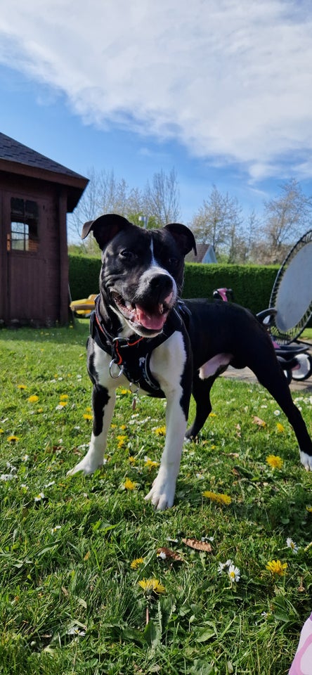 Staffordshire Bull Terrier hund