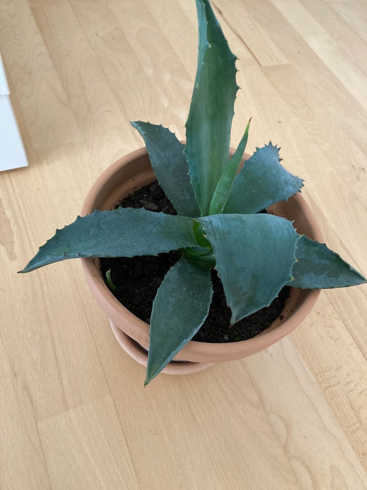 Agave