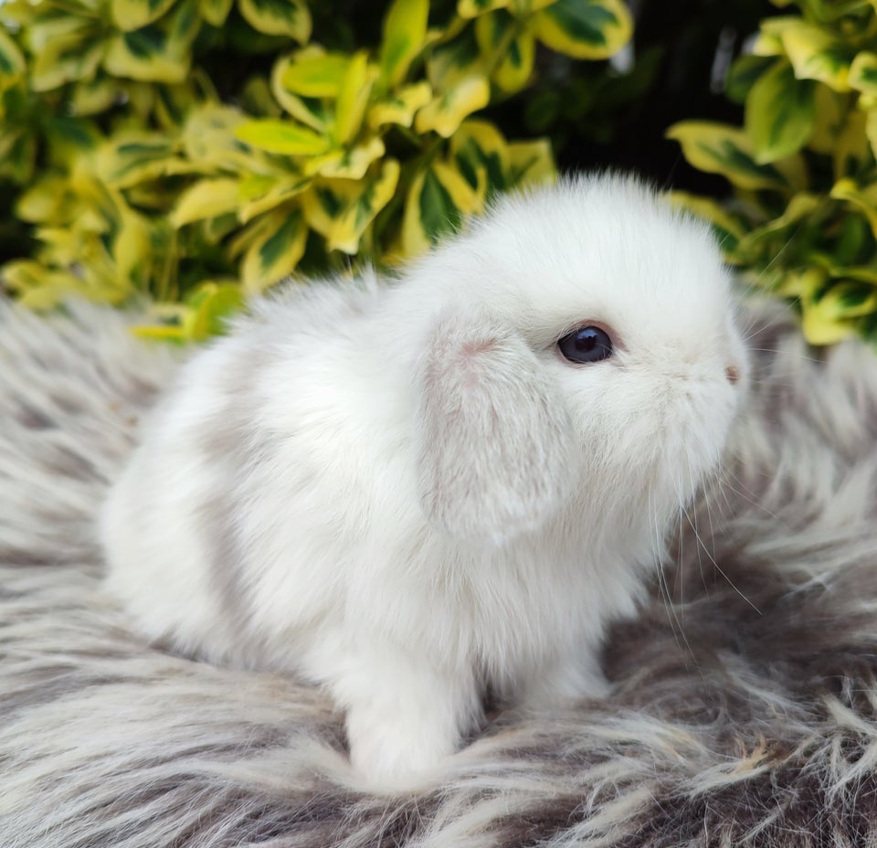 Kanin Minilop mini lop 0 år