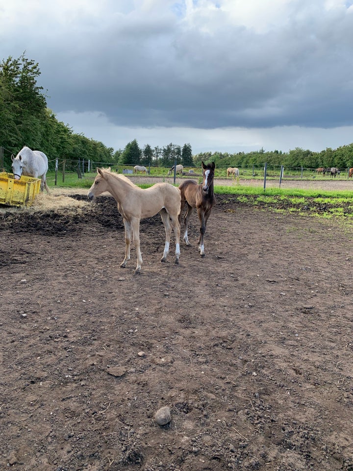 Palomino, hoppe, 0 år