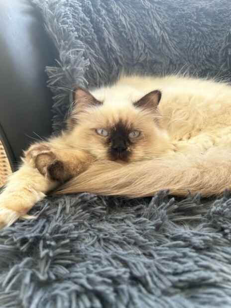 Hunkat, RAGDOLL, 11 mdr.