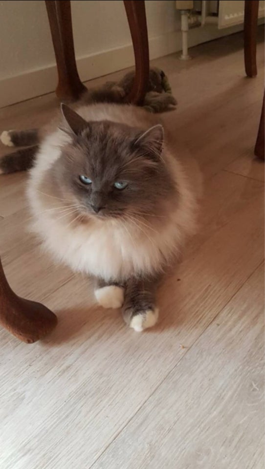 Hankat, Ragdoll, 3 år