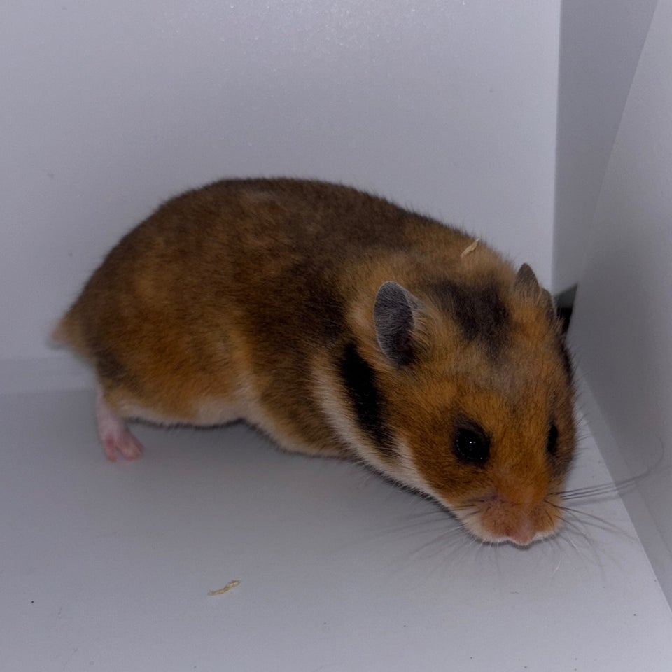 Hamster, Guldhamster, 0 år