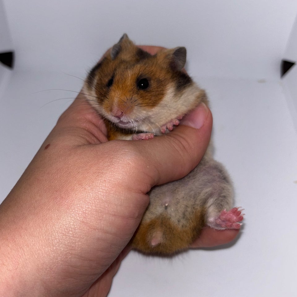 Hamster, Guldhamster, 0 år