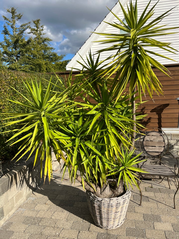 Yucca Palme, Middelhavsplante