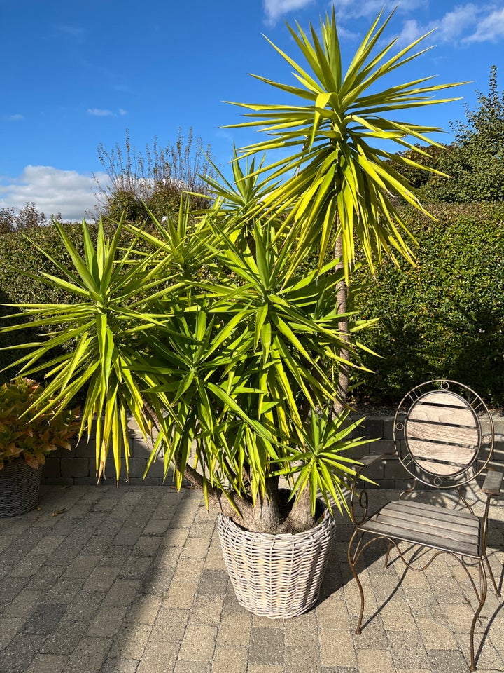 Yucca Palme, Middelhavsplante