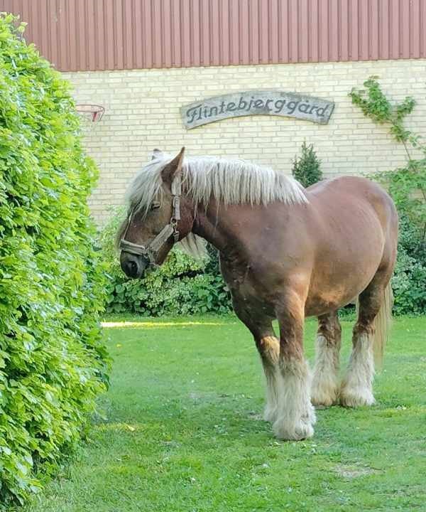 Jysk hoppe søger nyt hjem