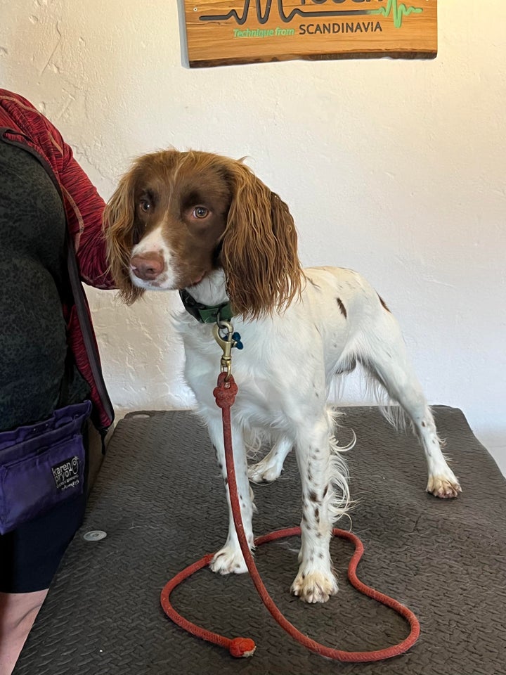 Lækker Ft Springer spaniel