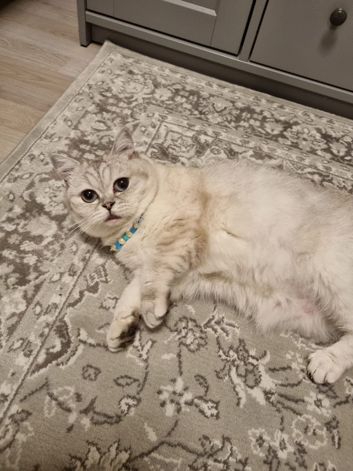 Hunkat, British shorthair, 2 år