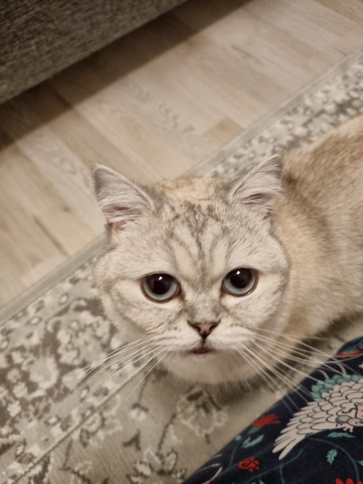 Hunkat, British shorthair, 2 år