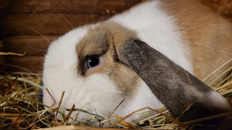 Kanin, Dv.vædder, 0 år