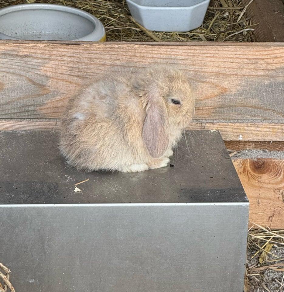 Kanin Minilop mini lop 0 år