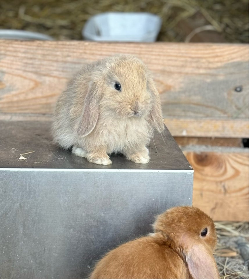 Kanin Minilop mini lop 0 år