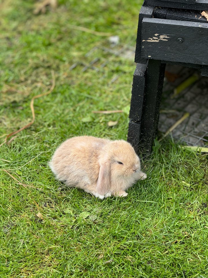 Kanin Minilop mini lop 0 år