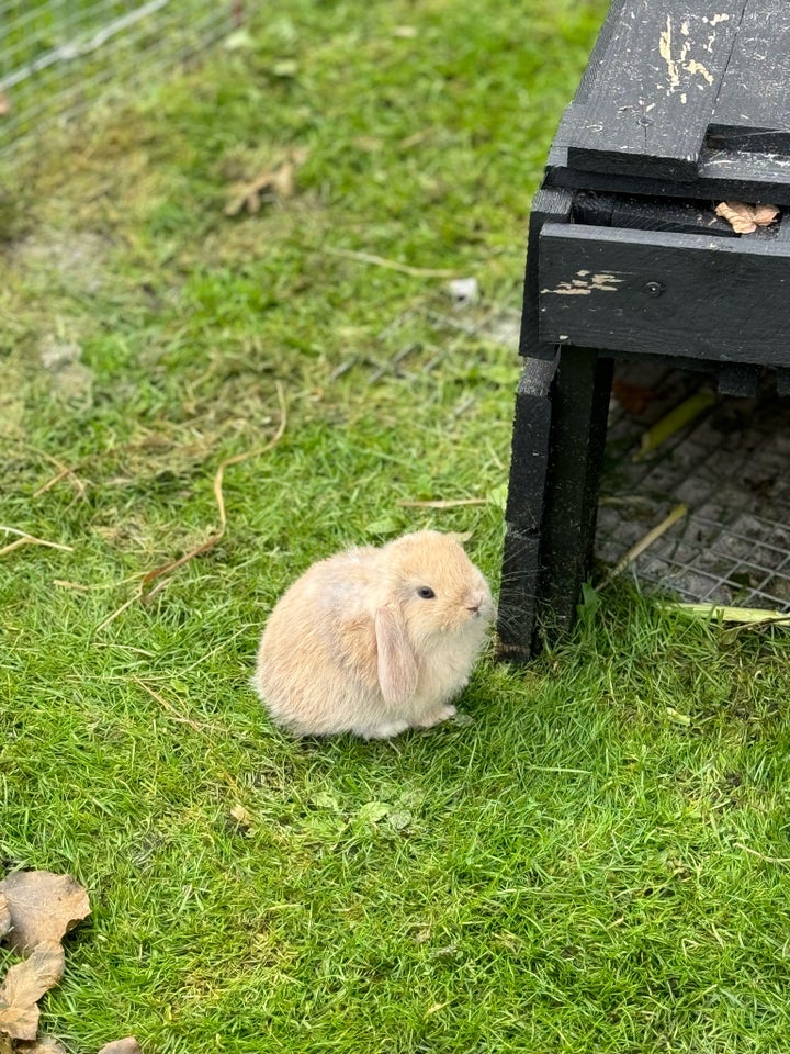 Kanin Minilop mini lop 0 år