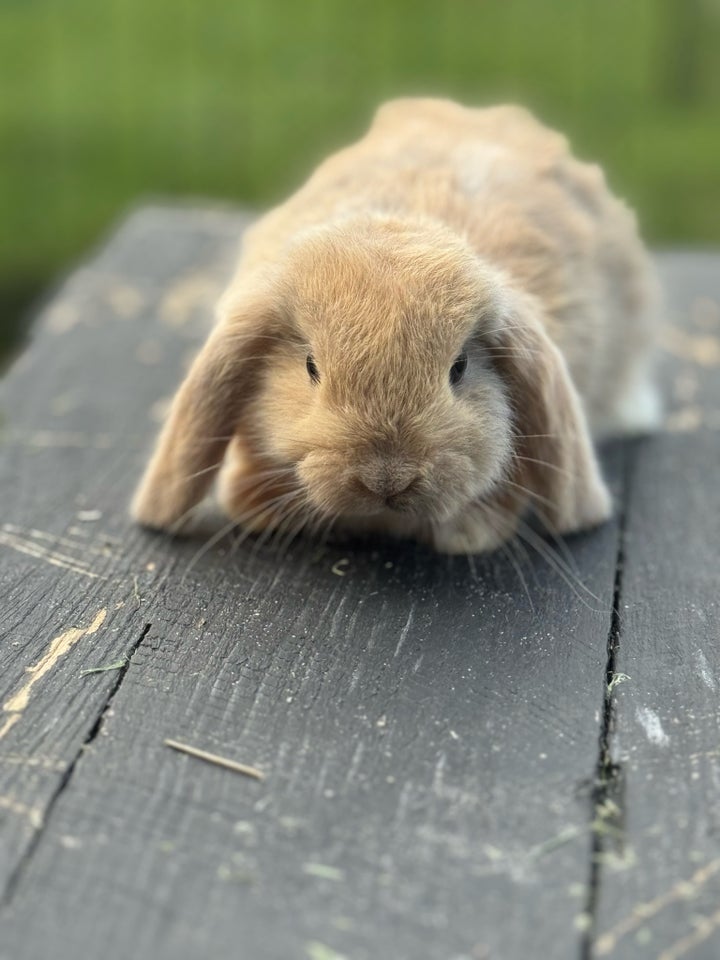 Kanin Minilop mini lop 0 år