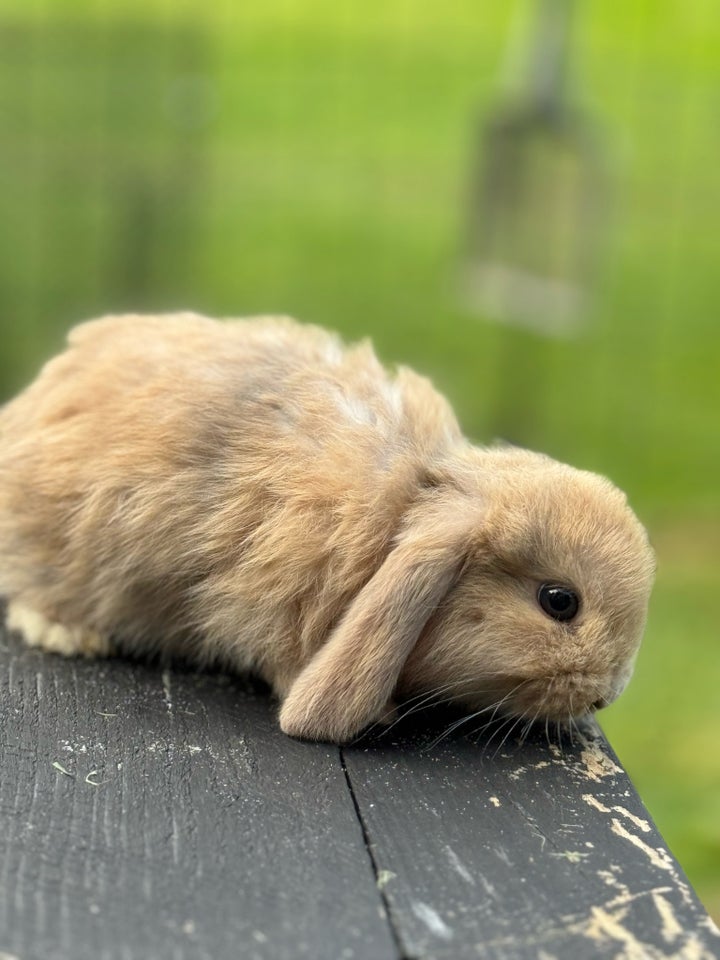 Kanin Minilop mini lop 0 år