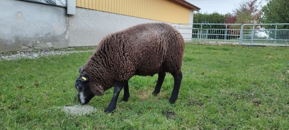 Får, Blå Texel, 2 stk.