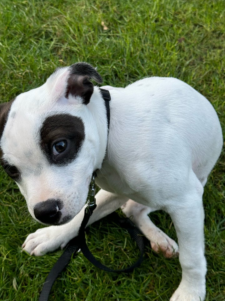 staffordshire bull terrier,