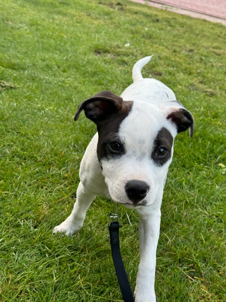 staffordshire bull terrier,