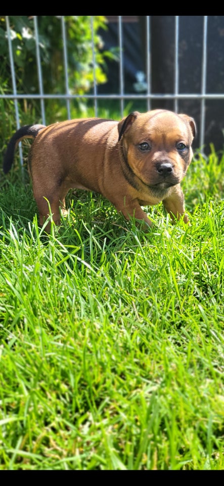 Staffordshire bull terrier tæve