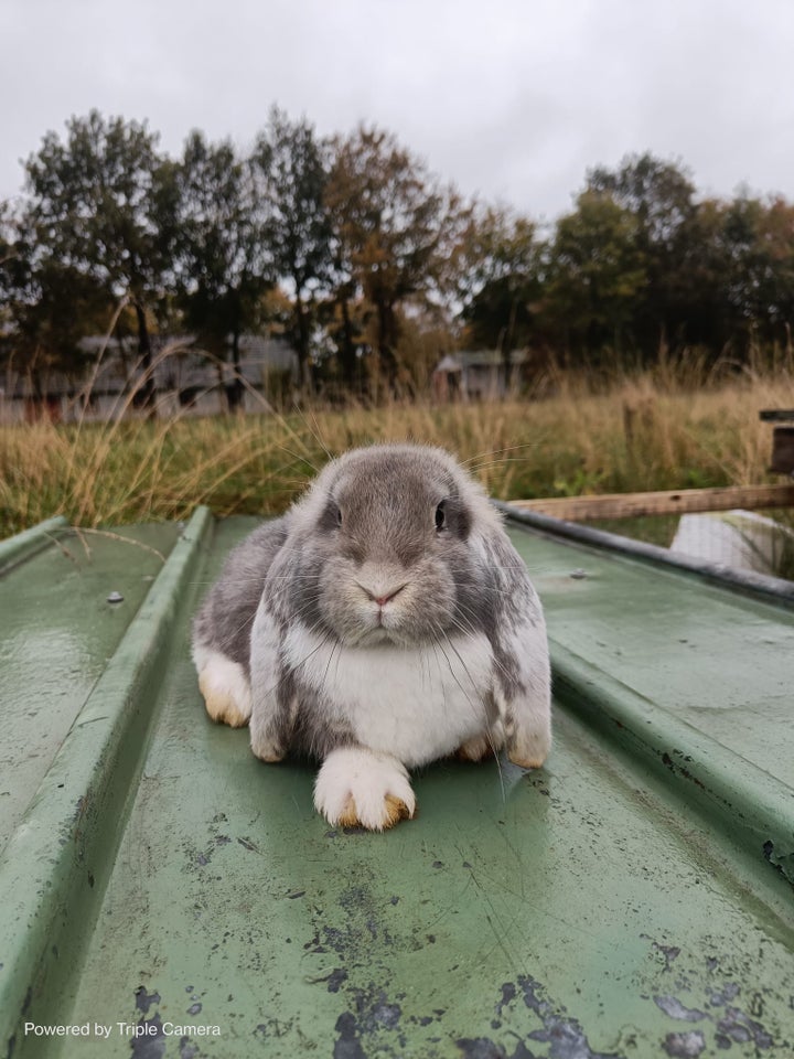 Kanin, Fransk Vædder, 0 år