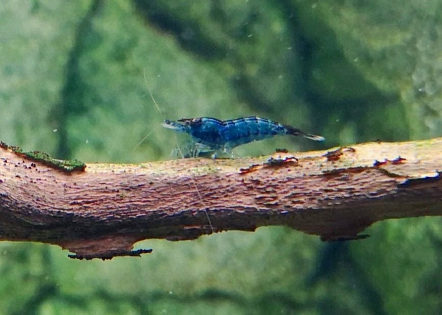 Neocaridina Davidii, Blue Dream