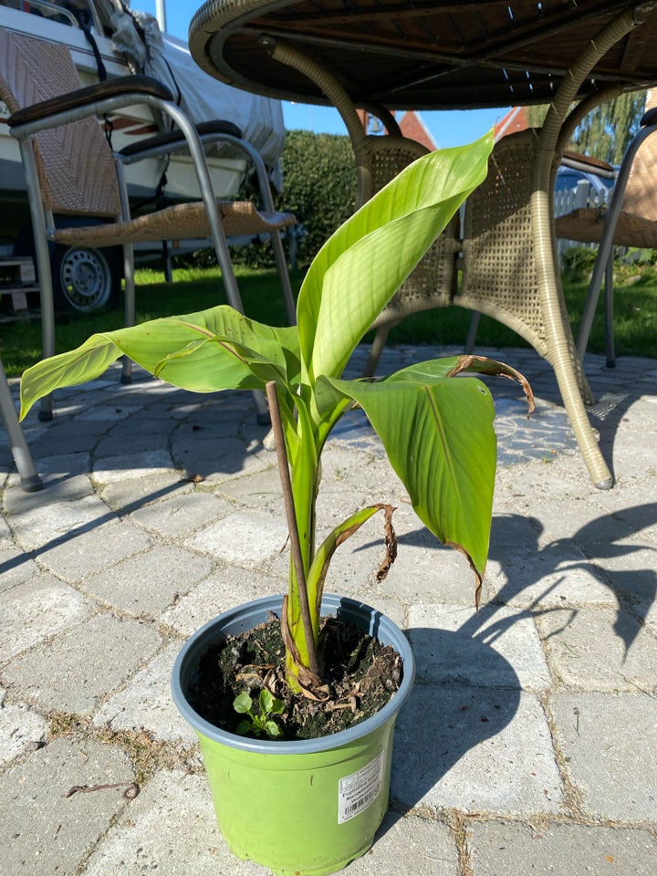 Bananplante Bananpalme Banan