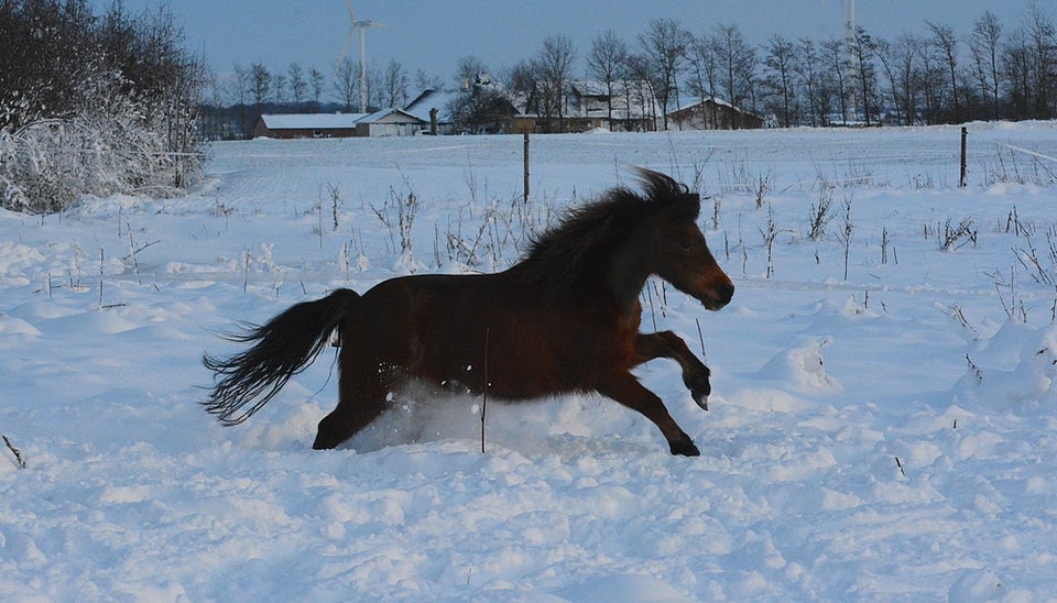 Miniature hoppe 5 år