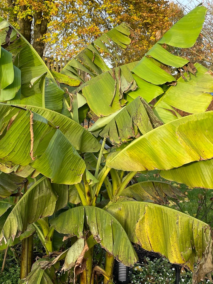 Banan palme/ banan plante