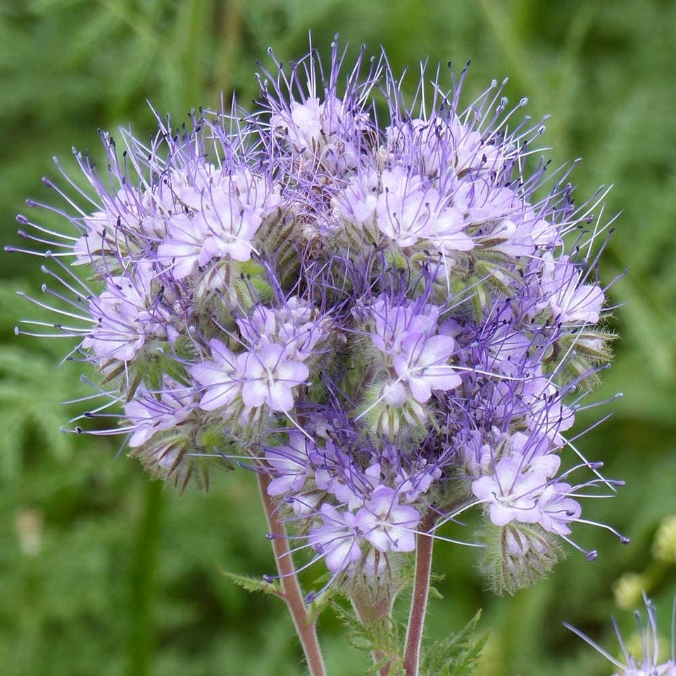 Honningurt *3021, frø, Phacelia