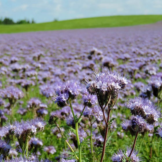 Honningurt *3021, frø, Phacelia