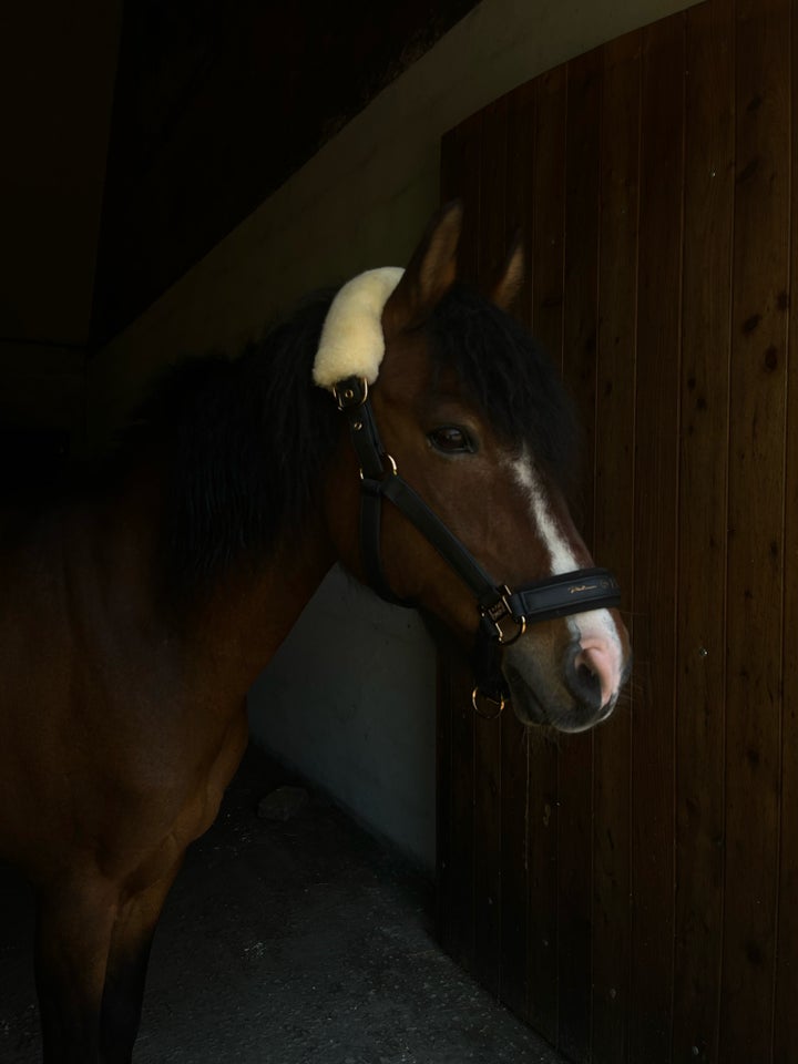 Knabstrupper, vallak, 18 år