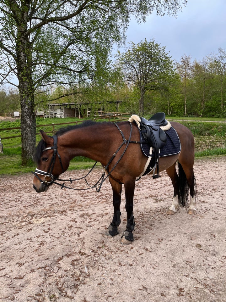 Knabstrupper, vallak, 18 år